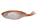 Big Eye Snapper