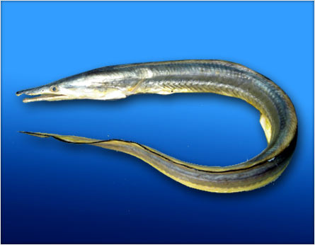 Yellow Conger Eel