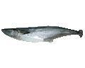 Kingfish