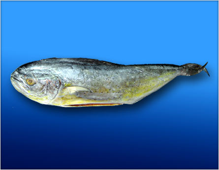 Mahi mahi