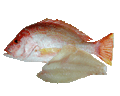 Red Snapper