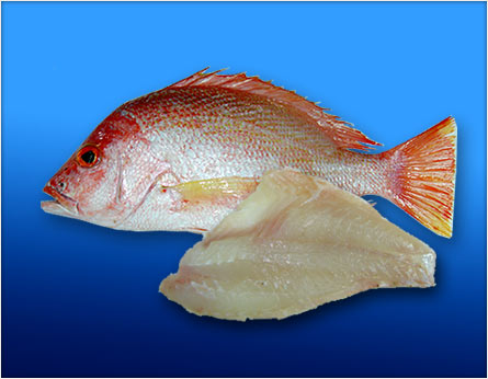 Red Snapper