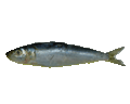 Sardines