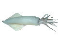 Squid