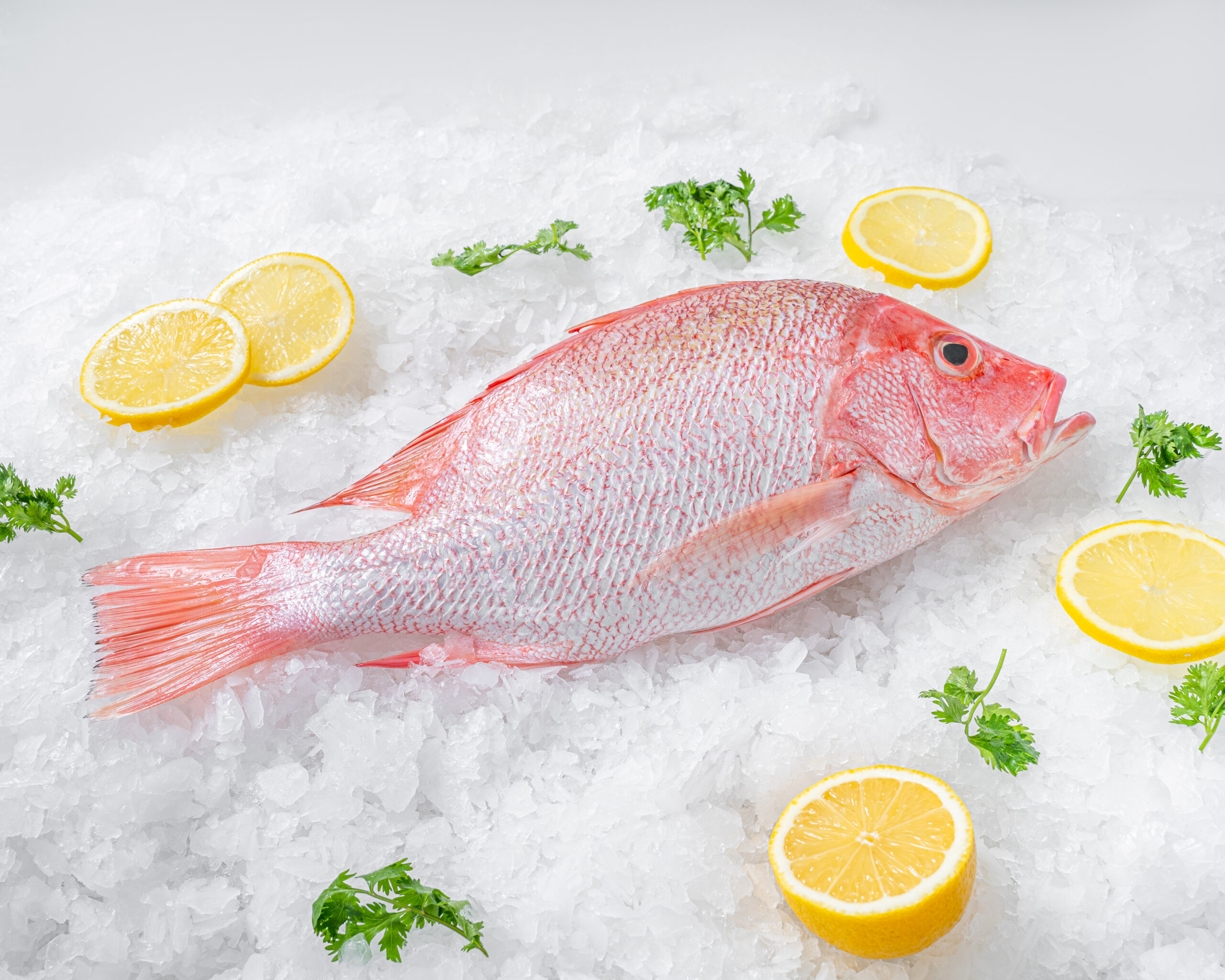 Snapper WGGS FMID-298_